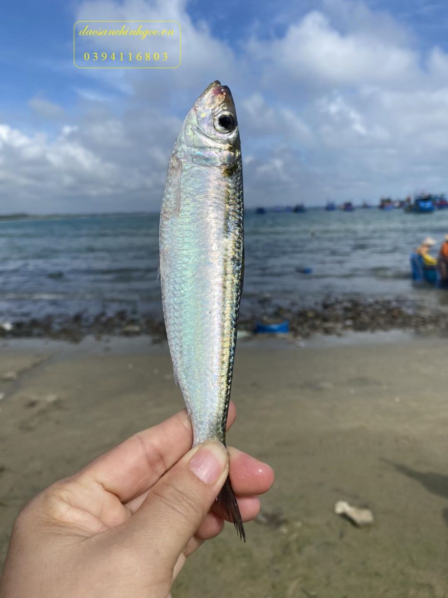 cá trích sống ở biển